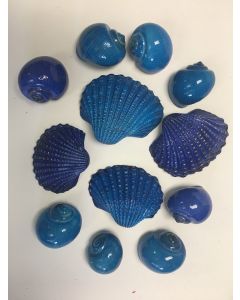 Blue sea shells