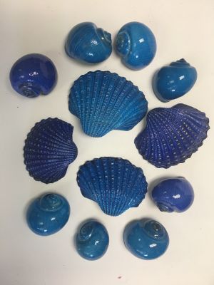 Blue sea shells